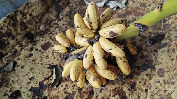 Klaster Dojrzałych Musa Acuminata Banan Porażonych Muchy Domowe — Wideo stockowe