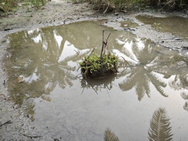 Su birikintisinin ortasında büyüyen bir ot yığını..