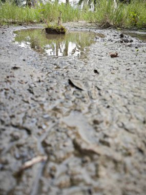 Su birikintisinin ortasında büyüyen bir ot yığını..