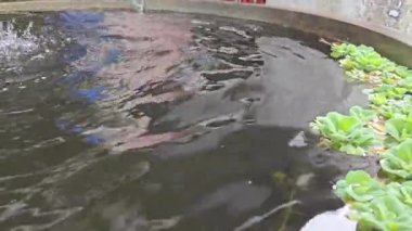 Alüminyum çatı boru oluğu yağmur suyunu kabın içine damlatıyor.