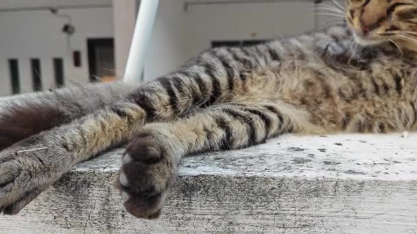 콘크리트 슬래브에 휴식하는 스트레이 고양이 — 비디오