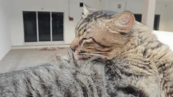 Gato Macho Extraviado Limpiando Mientras Descansa Sobre Losa Hormigón — Vídeo de stock
