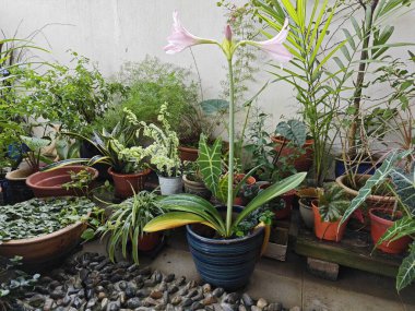 Pembe-beyaz ağ damarlı Amarillis taç yaprakları.