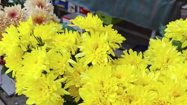 Chrysanthemums 꽃잎의 아름다운 다양성 — 비디오