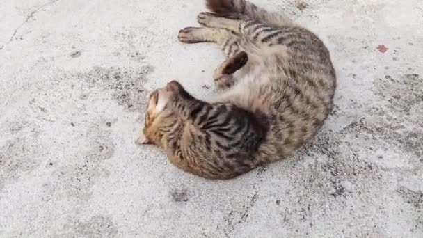 コンクリートの床で休んでいる野良猫 — ストック動画