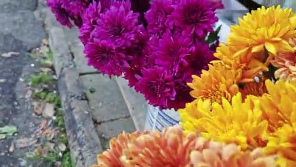 Όμορφη Ποικιλία Από Πέταλα Λουλουδιών Χρυσάνθεμα — Αρχείο Βίντεο