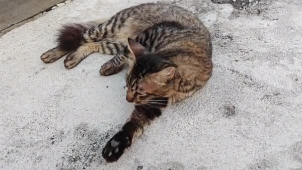 Stray Male Cat Resting Concrete Floor — Stock Video