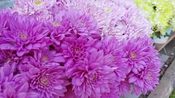 Belle Variété Chrysanthèmes Couleur Des Fleurs Pétales — Video