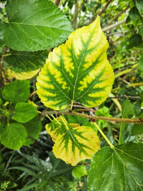 Sağlıksız dut yapraklarının solgun renkleri.