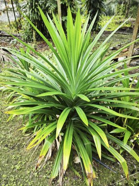 vahşi pandanus amarillifolius uzatılmış bıçak biçimli yaprak bitkisi.