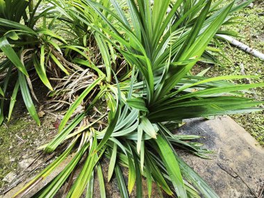 vahşi pandanus amarillifolius uzatılmış bıçak biçimli yaprak bitkisi.