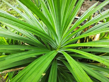 vahşi pandanus amarillifolius uzatılmış bıçak biçimli yaprak bitkisi.