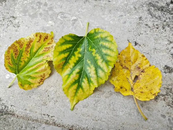 fading colors of the unhealthy mulberry leaves.