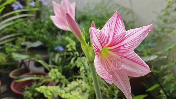 Pink White Netted Veined Amaryllis Petals Flower — Stock Video