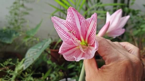 Pink White Netted Veined Amaryllis Petals Flower — Stock Video