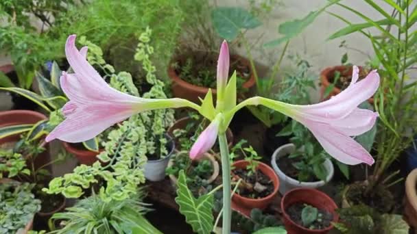 Pétales Amaryllis Nervure Filet Rose Blanc Fleur — Video