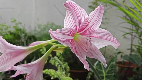 Růžovo Bílá Síťovitá Amaryllis Okvětní Lístky Květiny — Stock video