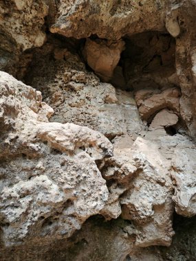 Kireçtaşı yamacının etrafındaki bitki örtüsü bitkileri..