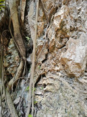 Kireçtaşı yamacının etrafındaki bitki örtüsü bitkileri..