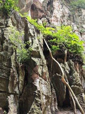 Kireçtaşı yamacının etrafındaki bitki örtüsü bitkileri..