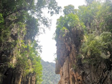 Kireçtaşı yamacının etrafındaki bitki örtüsü bitkileri..