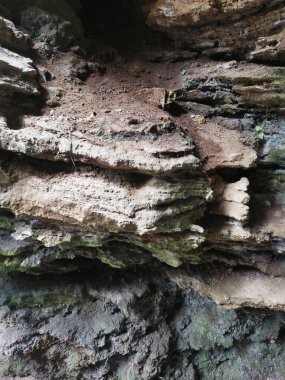 Kireçtaşı yamacının etrafındaki bitki örtüsü bitkileri..