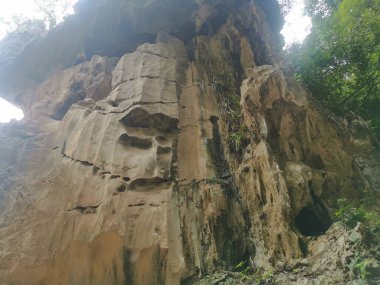 Kireçtaşı yamacının etrafındaki bitki örtüsü bitkileri..