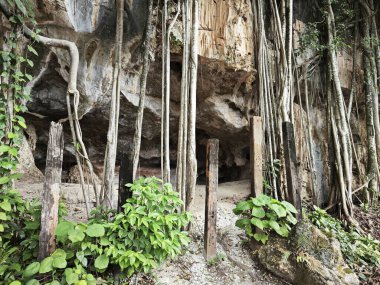 Kireçtaşı yamacının etrafındaki bitki örtüsü bitkileri..