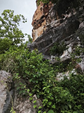 Kireçtaşı yamacının etrafındaki bitki örtüsü bitkileri..