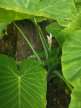 Dev fildişi bitkisinin vahşi yeşil yaprağı.