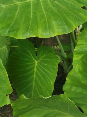 Dev fildişi bitkisinin vahşi yeşil yaprağı.