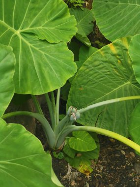 Dev fildişi bitkisinin vahşi yeşil yaprağı.