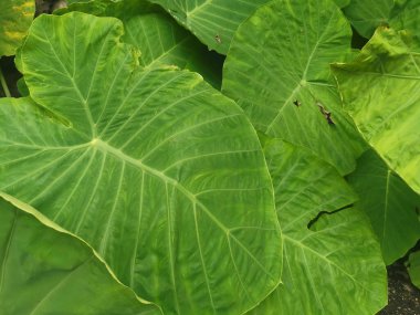 Dev fildişi bitkisinin vahşi yeşil yaprağı.