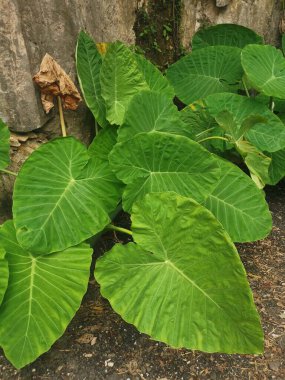 Dev fildişi bitkisinin vahşi yeşil yaprağı.