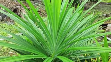 vahşi pandanus amarillifolius uzatılmış bıçak biçimli yaprak bitkisi.