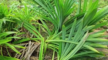 vahşi pandanus amarillifolius uzatılmış bıçak biçimli yaprak bitkisi.