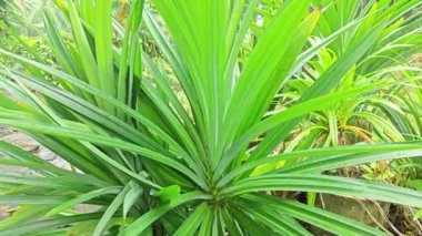 vahşi pandanus amarillifolius uzatılmış bıçak biçimli yaprak bitkisi.