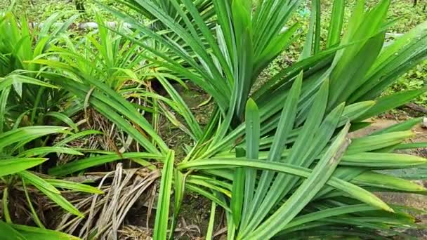 Dzikie Pandanus Amaryllifolius Wydłużone Ostrze Kształcie Liści Roślin — Wideo stockowe