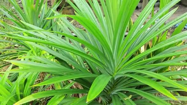 Feuille Verte Sauvage Plante Philodendron Géante — Video
