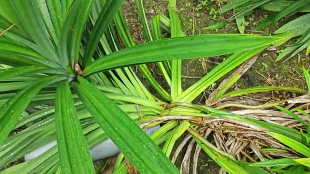 Feuille Verte Sauvage Plante Philodendron Géante — Video
