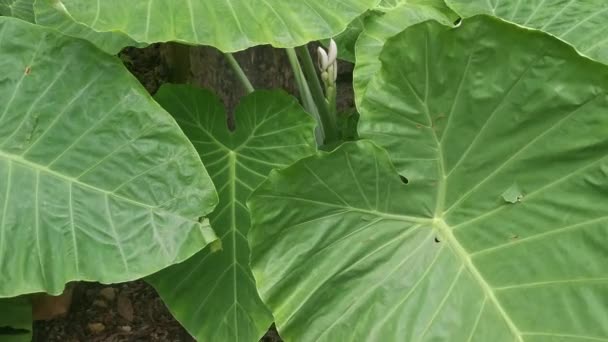 Divoký Zelený List Obrovské Rostliny Filodendronu — Stock video