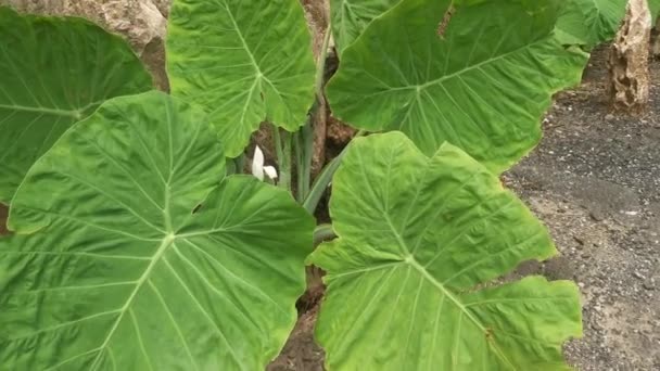Dziki Zielony Liść Olbrzymiej Rośliny Filodendronu — Wideo stockowe