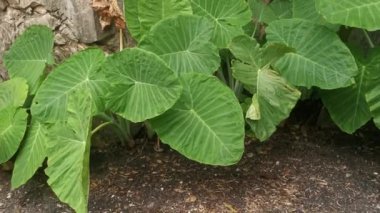 Dev fildişi bitkisinin vahşi yeşil yaprağı. 