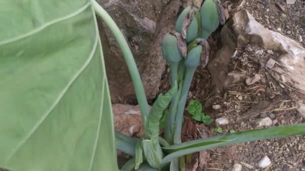巨大なフィロデンドロンの植物の野生の緑の葉 — ストック動画