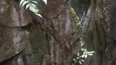 Kireçtaşı yamacının etrafındaki bitki örtüsü bitkileri..