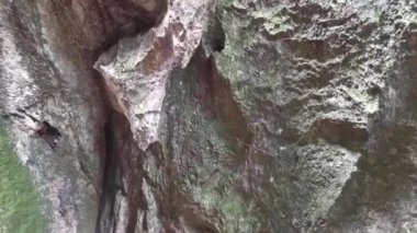 Kireçtaşı yamacının etrafındaki bitki örtüsü bitkileri..