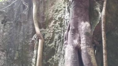 Kireçtaşı yamacının etrafındaki bitki örtüsü bitkileri..