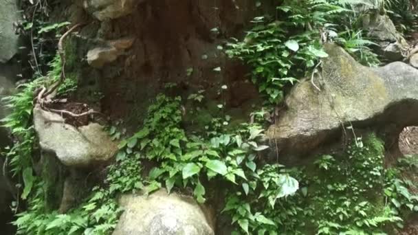 Scène Végétation Plantes Envahissantes Autour Pente Colline Calcaire — Video