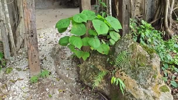 石灰岩山坡周围植物繁茂的地方 — 图库视频影像