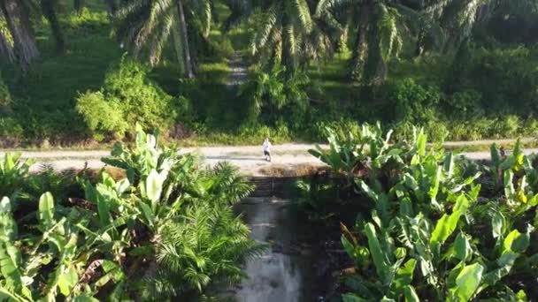 Человек Снимает Воздушные Кадры Стоящие Изолированной Плантации Пейзажа — стоковое видео